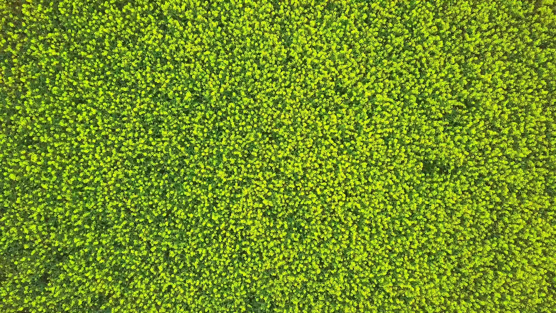 鸟瞰油菜田盛开的油菜籽黄色油菜花视频的预览图