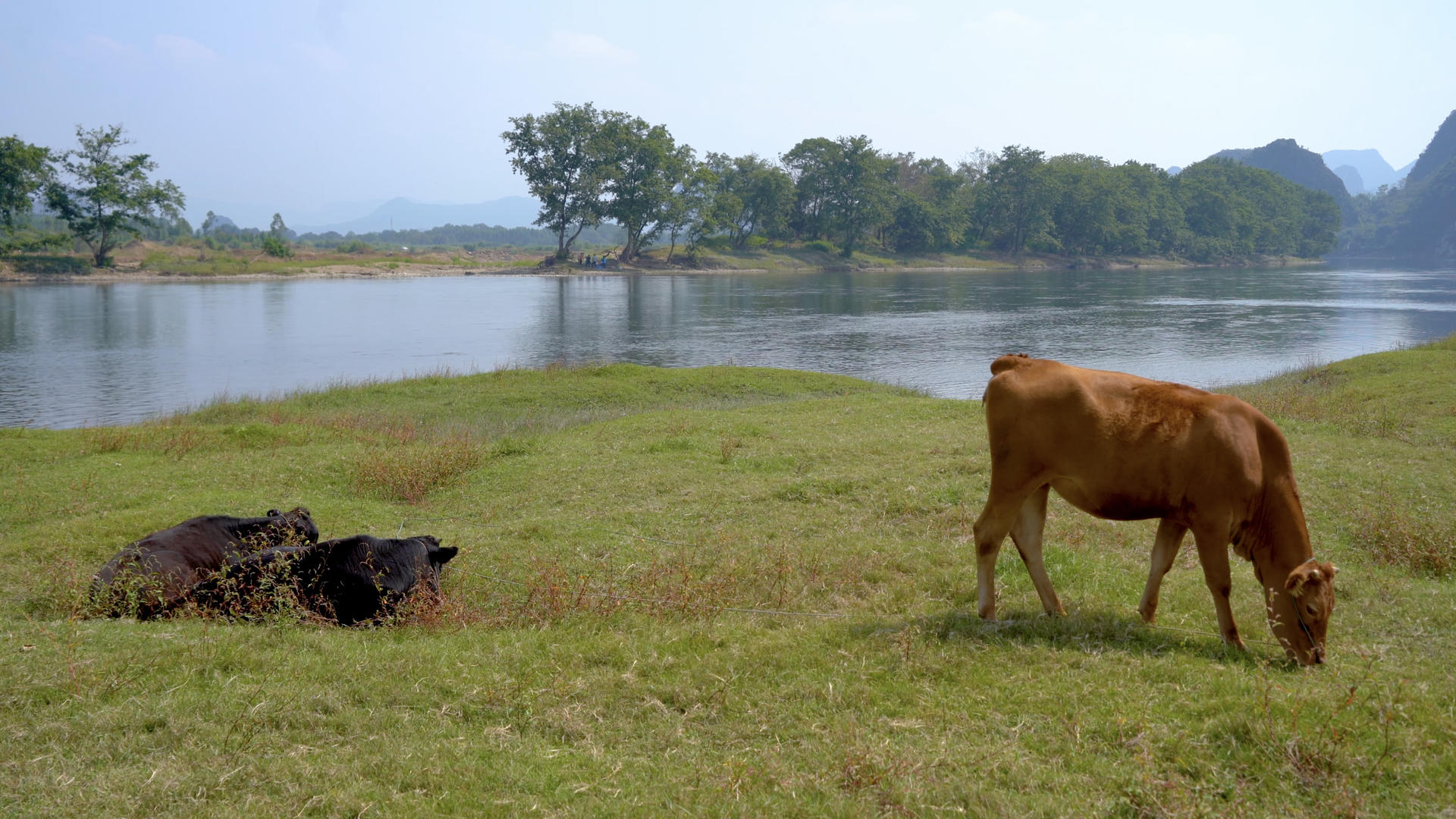 实拍水边放牛全景运镜视频的预览图