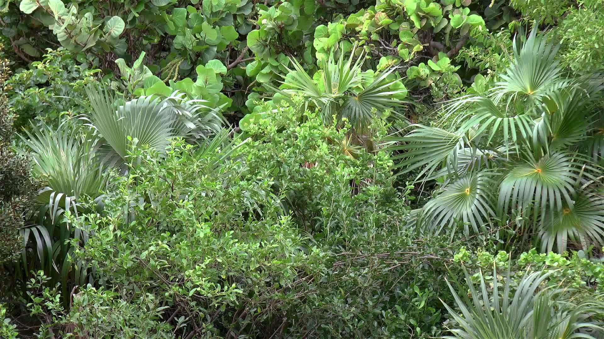 热带植被茂密视频的预览图