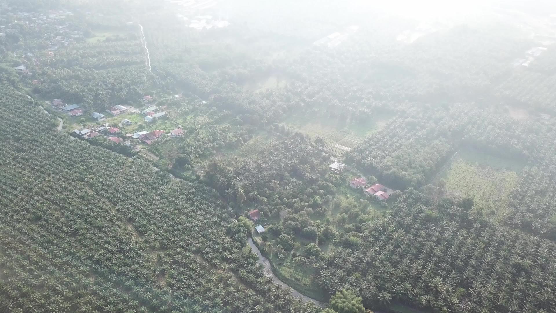 油棕榈种植园视频的预览图