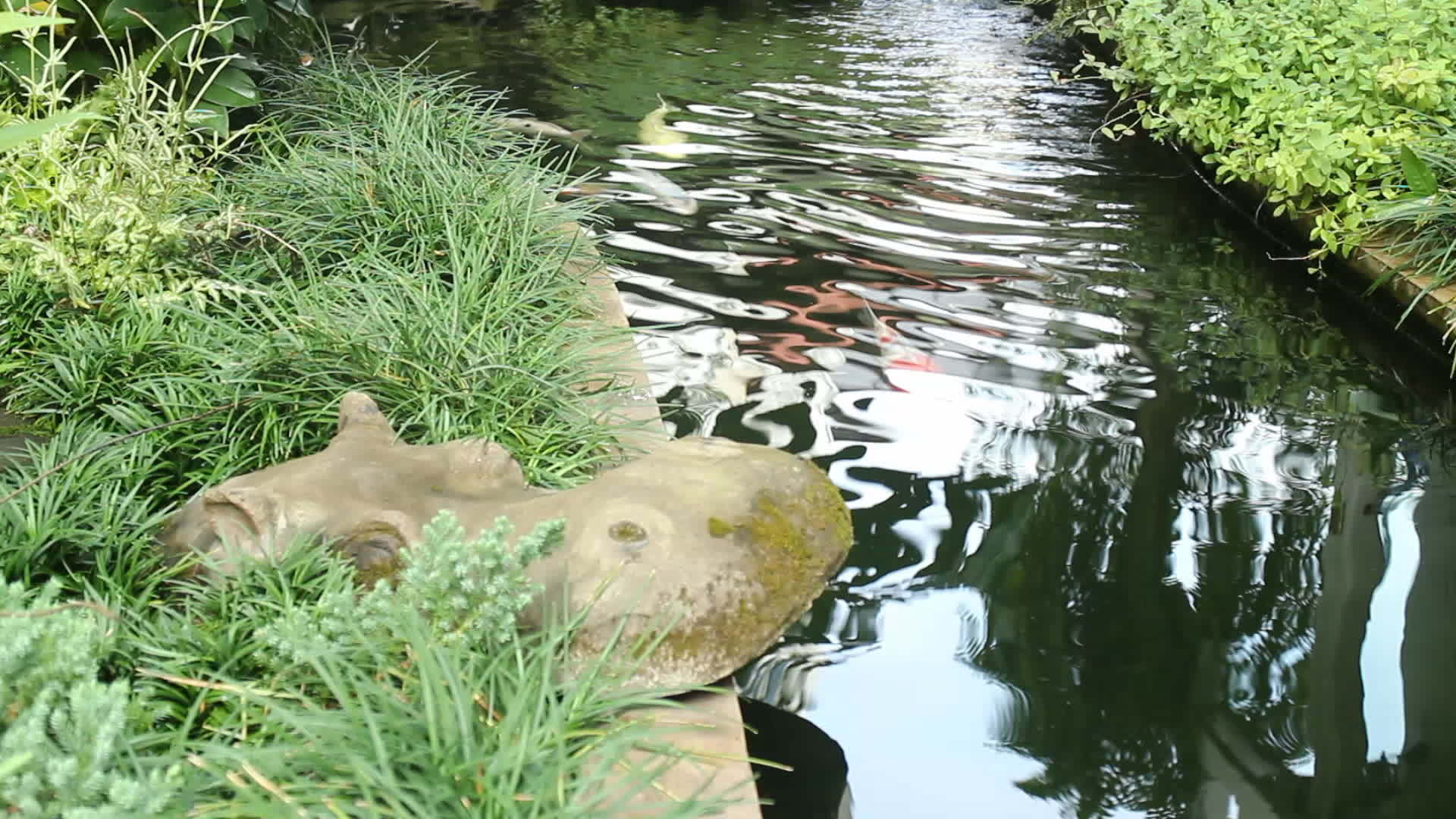 花园池塘里的鱼尾鱼或鲤鱼视频的预览图