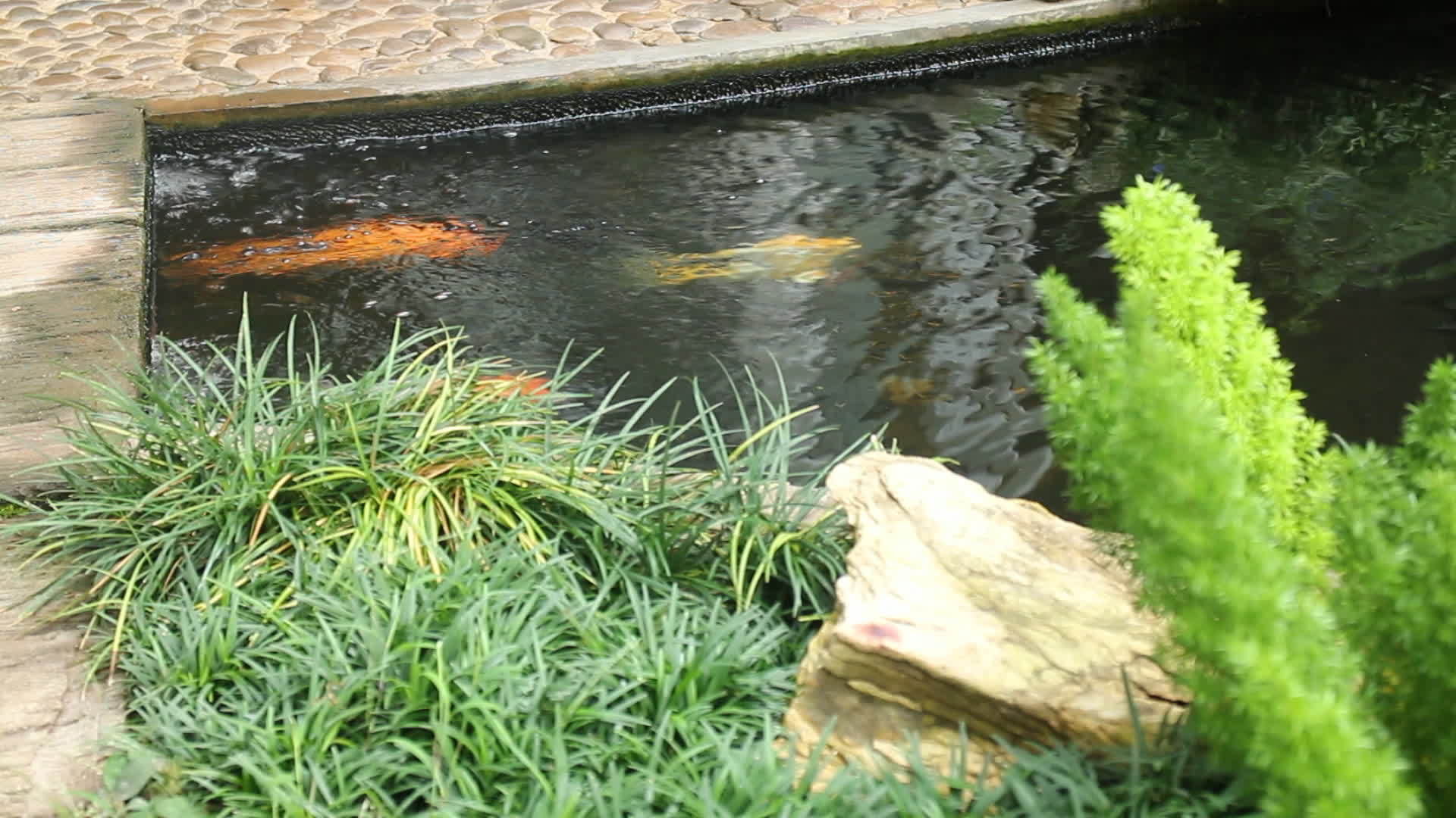 各种木雕在花园池中游泳视频的预览图