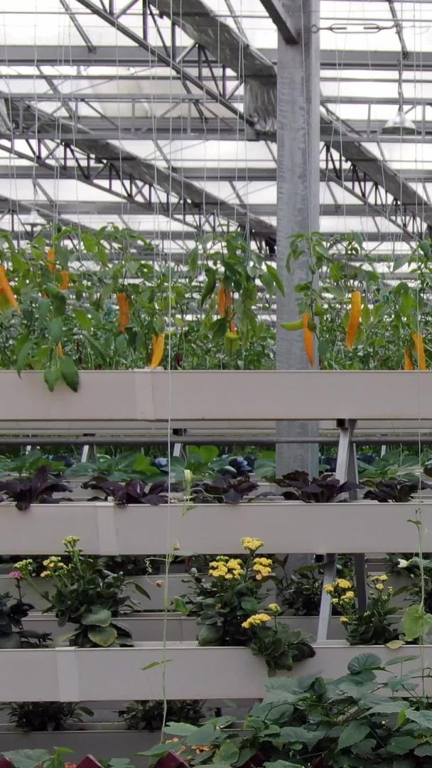 低空航拍大棚有机蔬菜视频的预览图