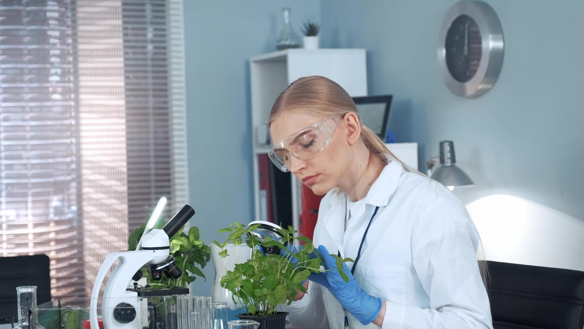 女性研究科学家在放大镜下的植物上寻找女性研究科学家视频的预览图