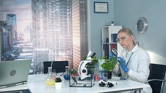 在放大镜下安全眼镜研究科学家学习植物叶片结构视频的预览图
