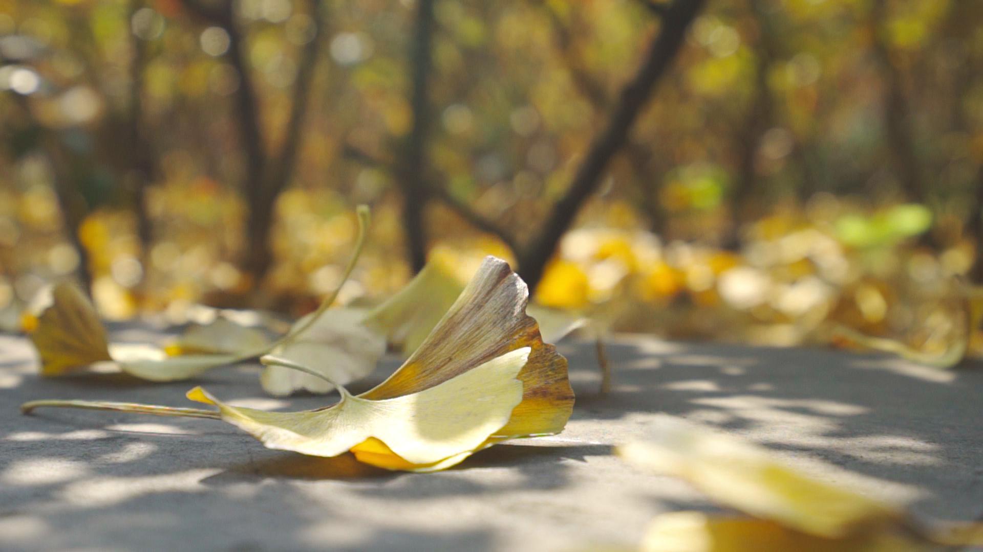秋意浓升格拍摄阳光下银杏树落叶特写视频的预览图