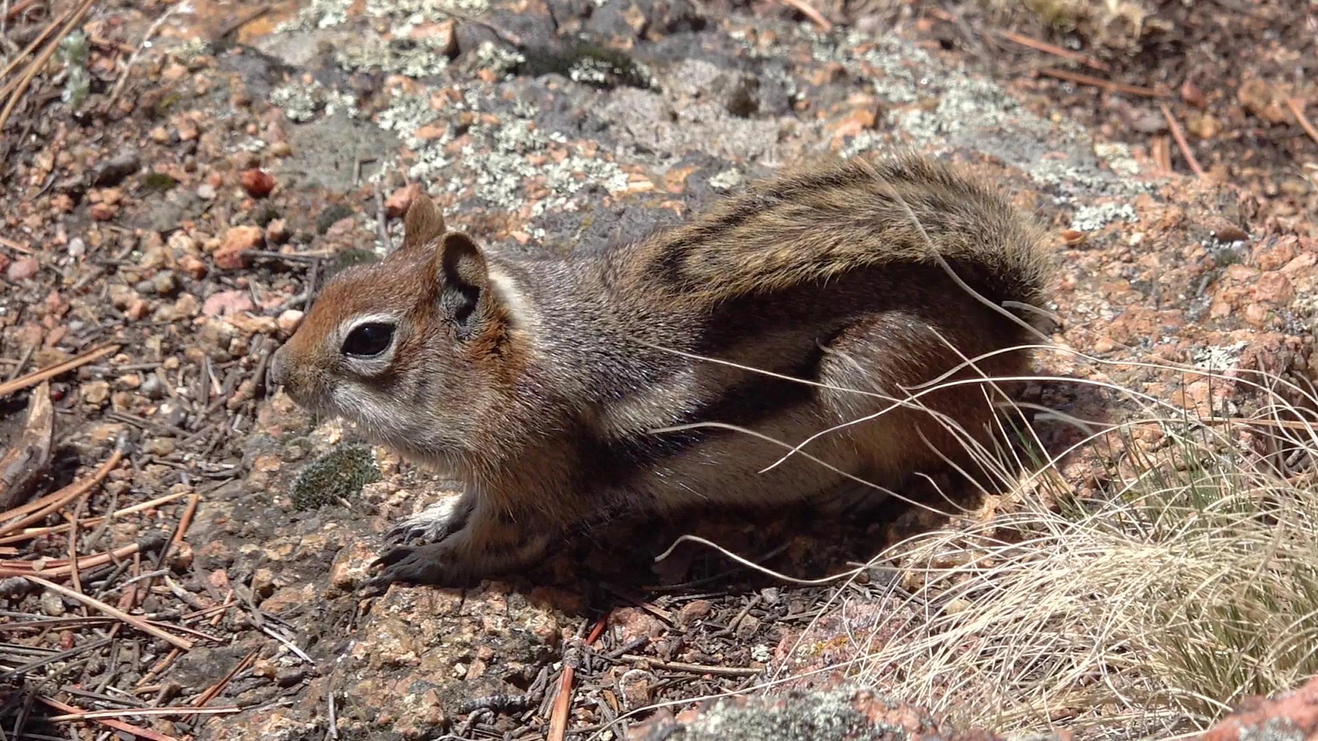 花兰多花栗鼠在岩石山丘国家公园花兰多我们a视频的预览图