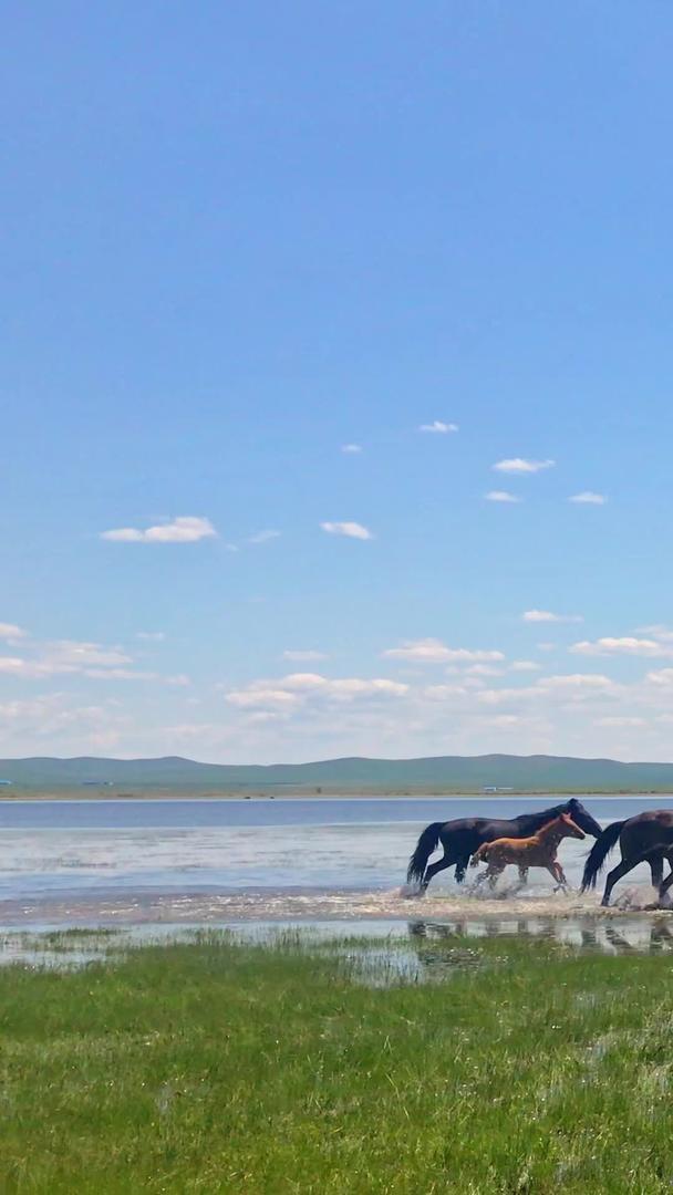 内蒙古草原马群视频的预览图