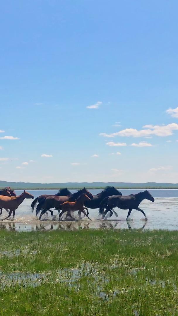 内蒙古草原马群视频的预览图