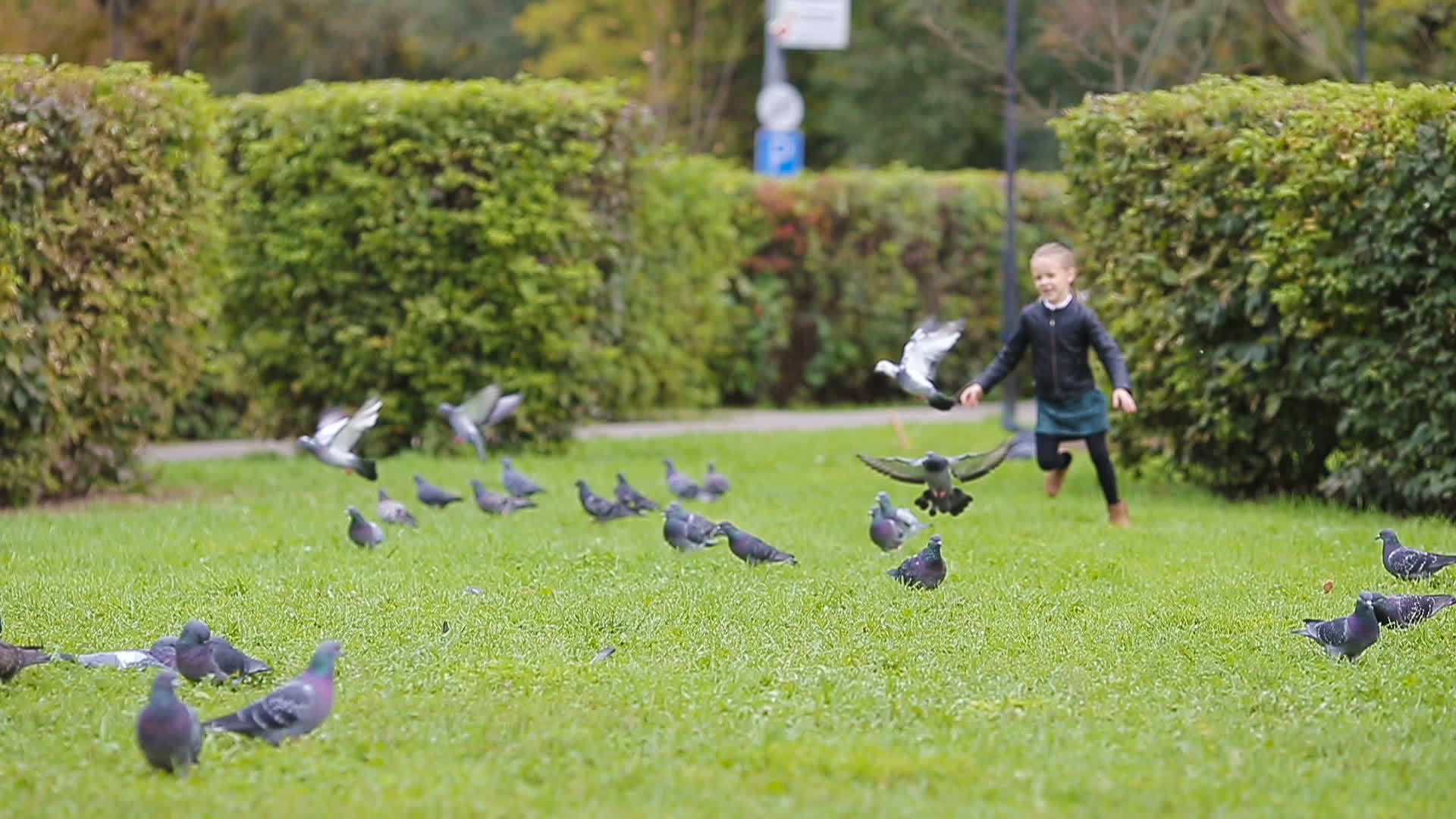 可爱的小女孩在温暖的秋天在草地上追逐鸽子视频的预览图