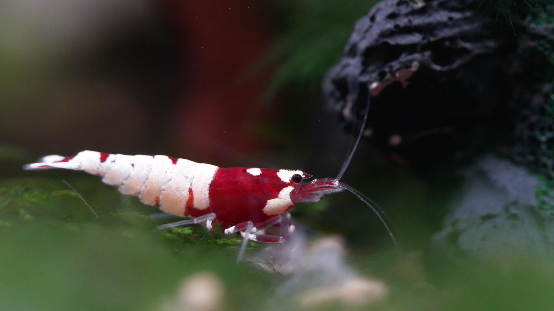 红酒矮人虾吃水族馆植物和水族馆土壤中的一些食物视频的预览图
