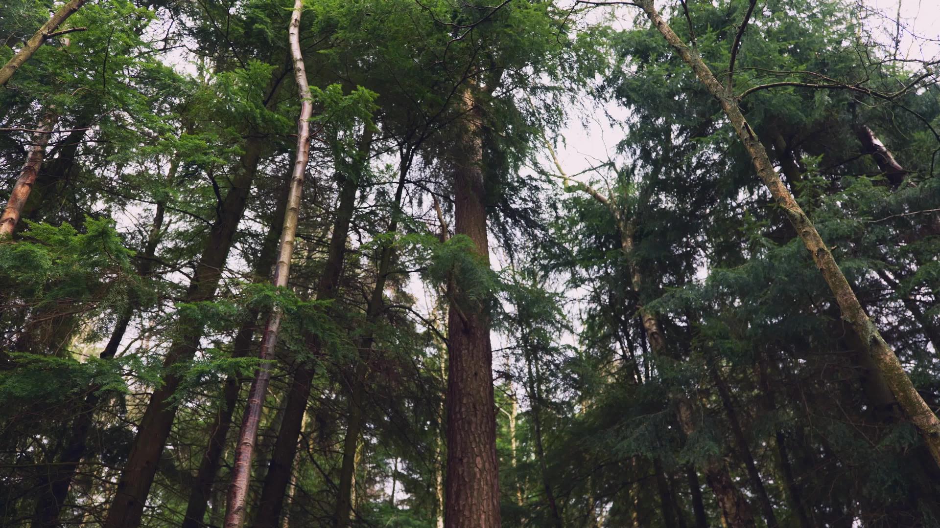 茂密的库木森林视频的预览图