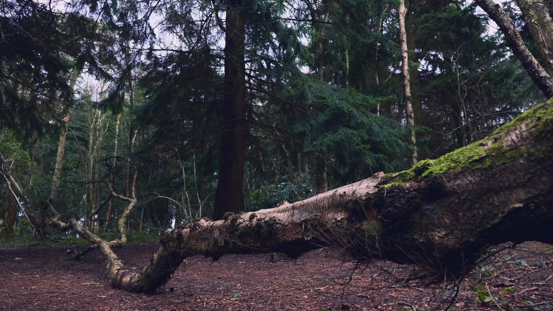 林中坠树者视频的预览图