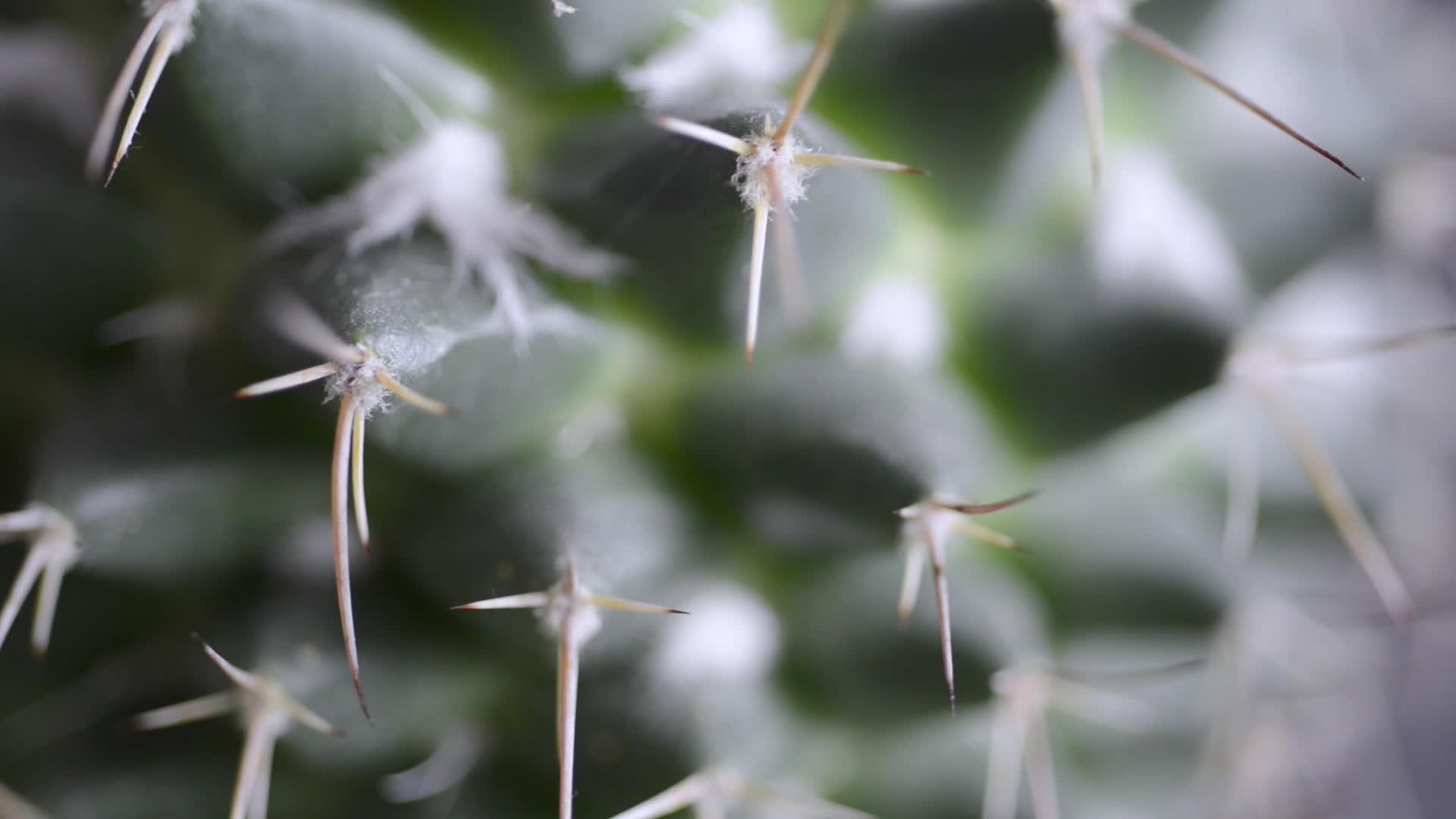 仙人掌植物视频的预览图
