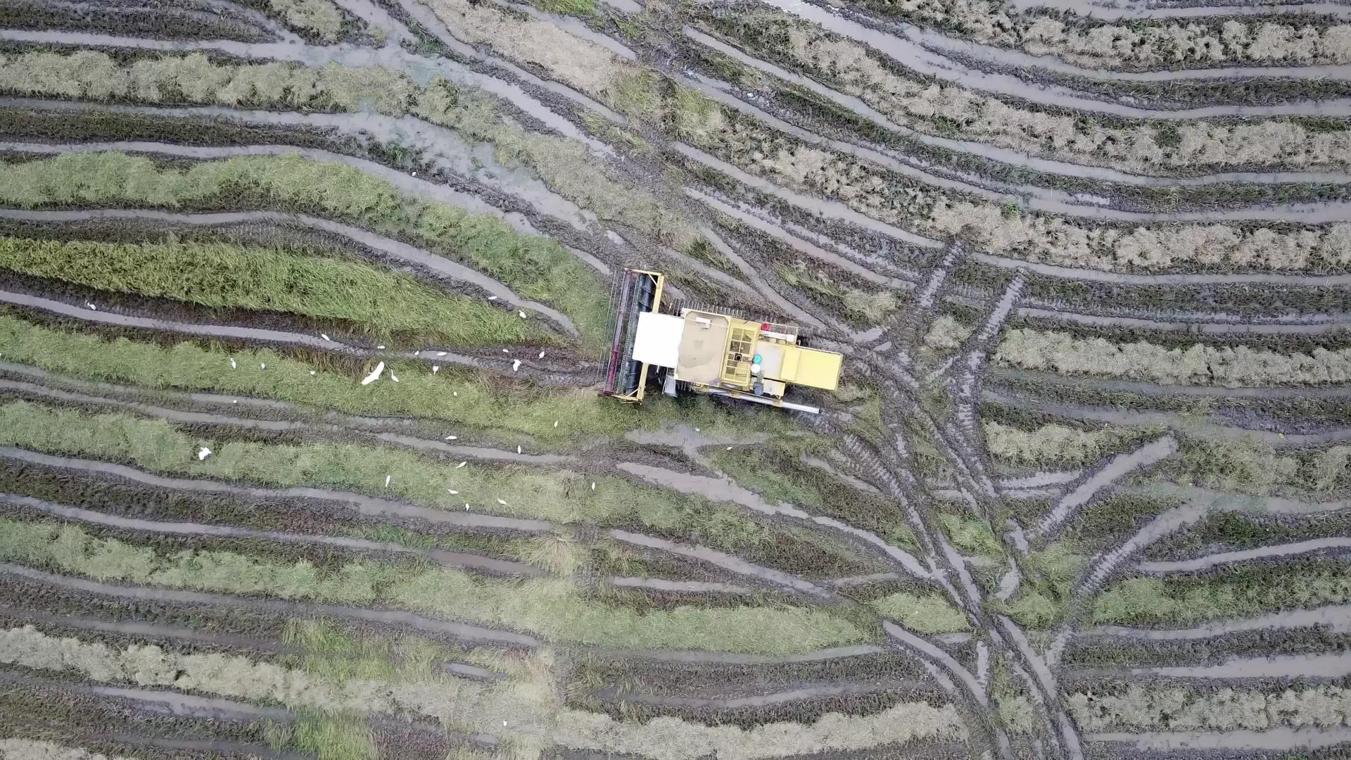 巨大的老鹰飞过收割机和稻田起重机视频的预览图