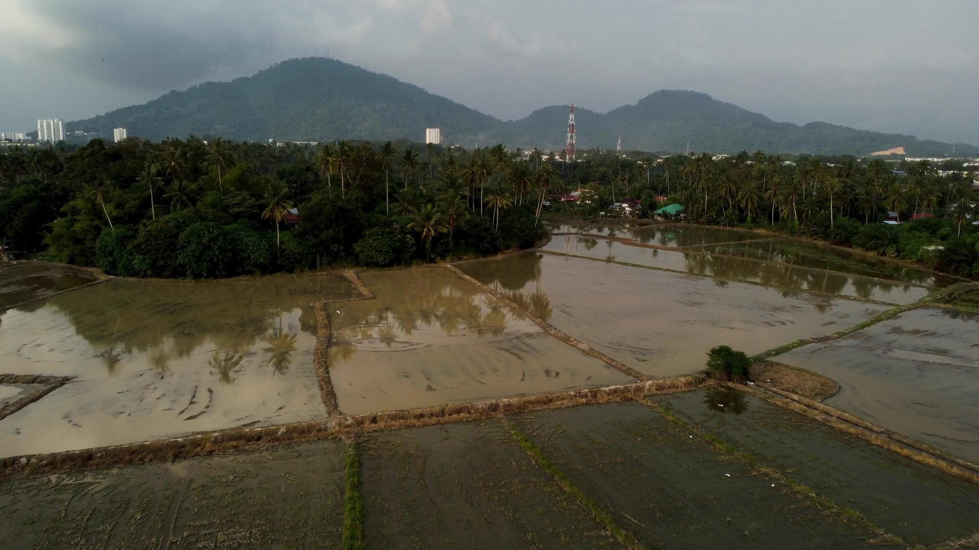 农村Kampung旱季大稻田视频的预览图