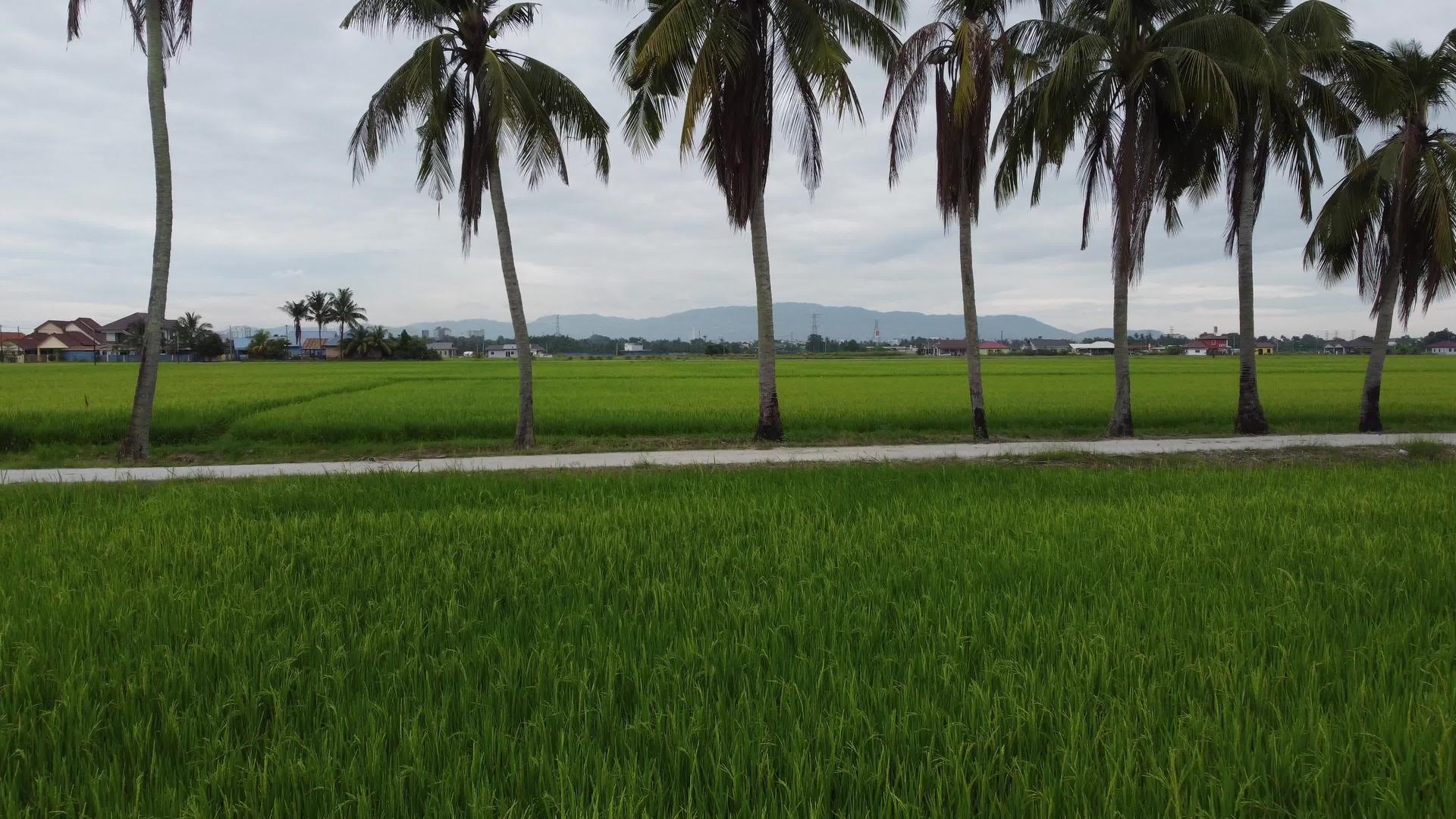 在稻田里飞向椰子树视频的预览图