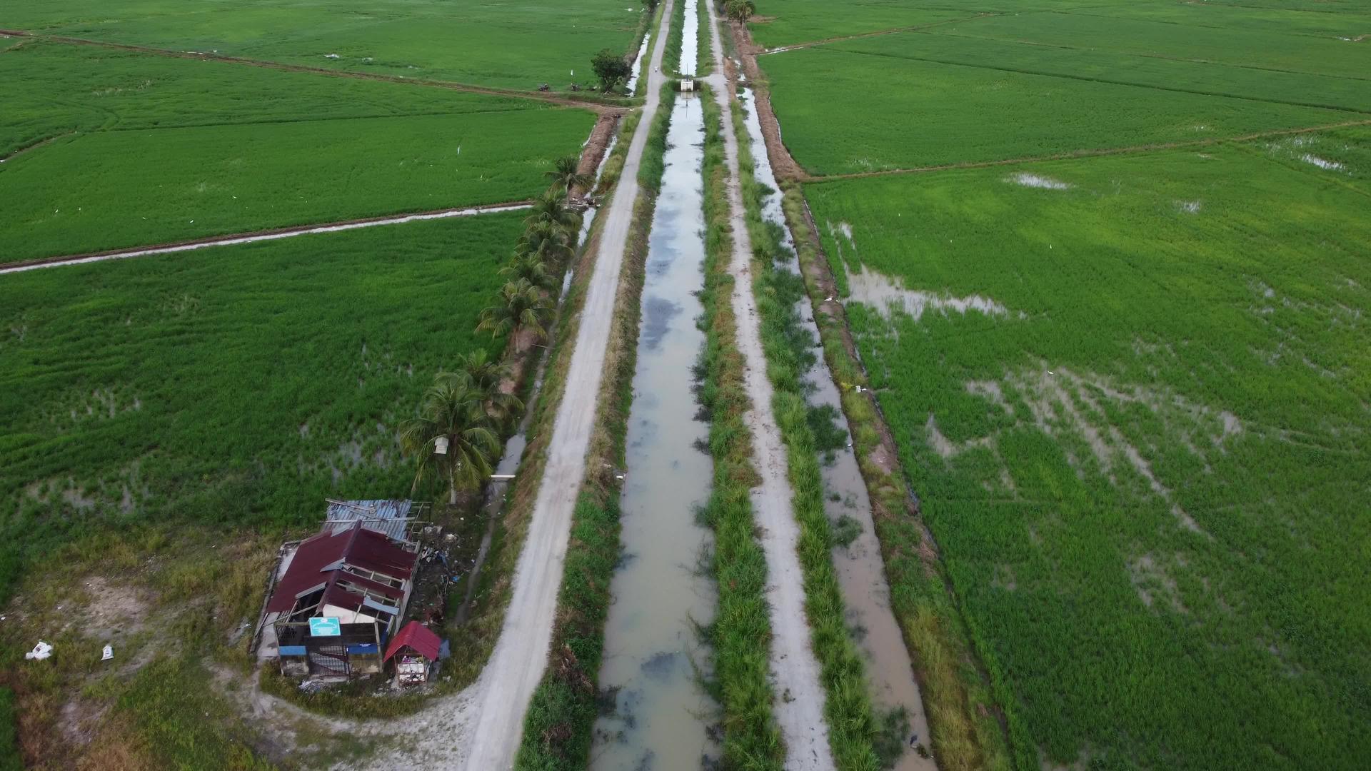 在稻田里飞过路面视频的预览图