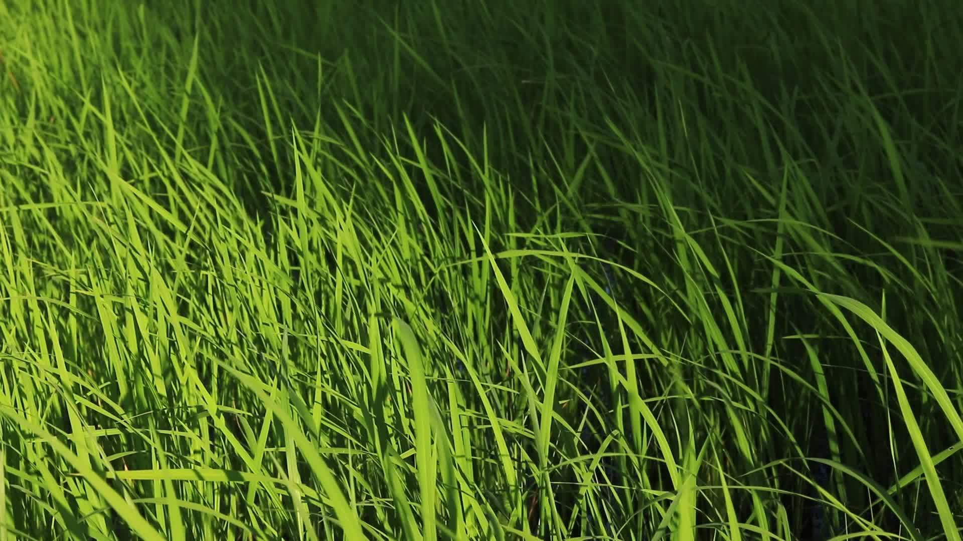 风中的红绿稻田视频的预览图