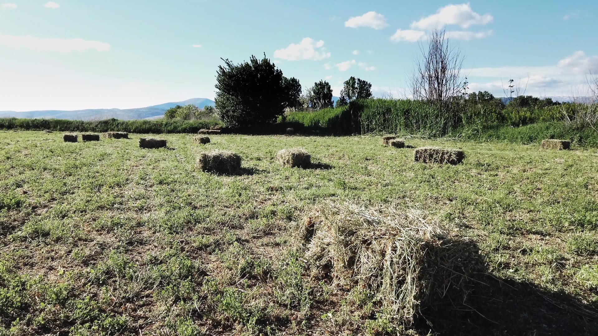 麦草堆积在破碎的田地里视频的预览图