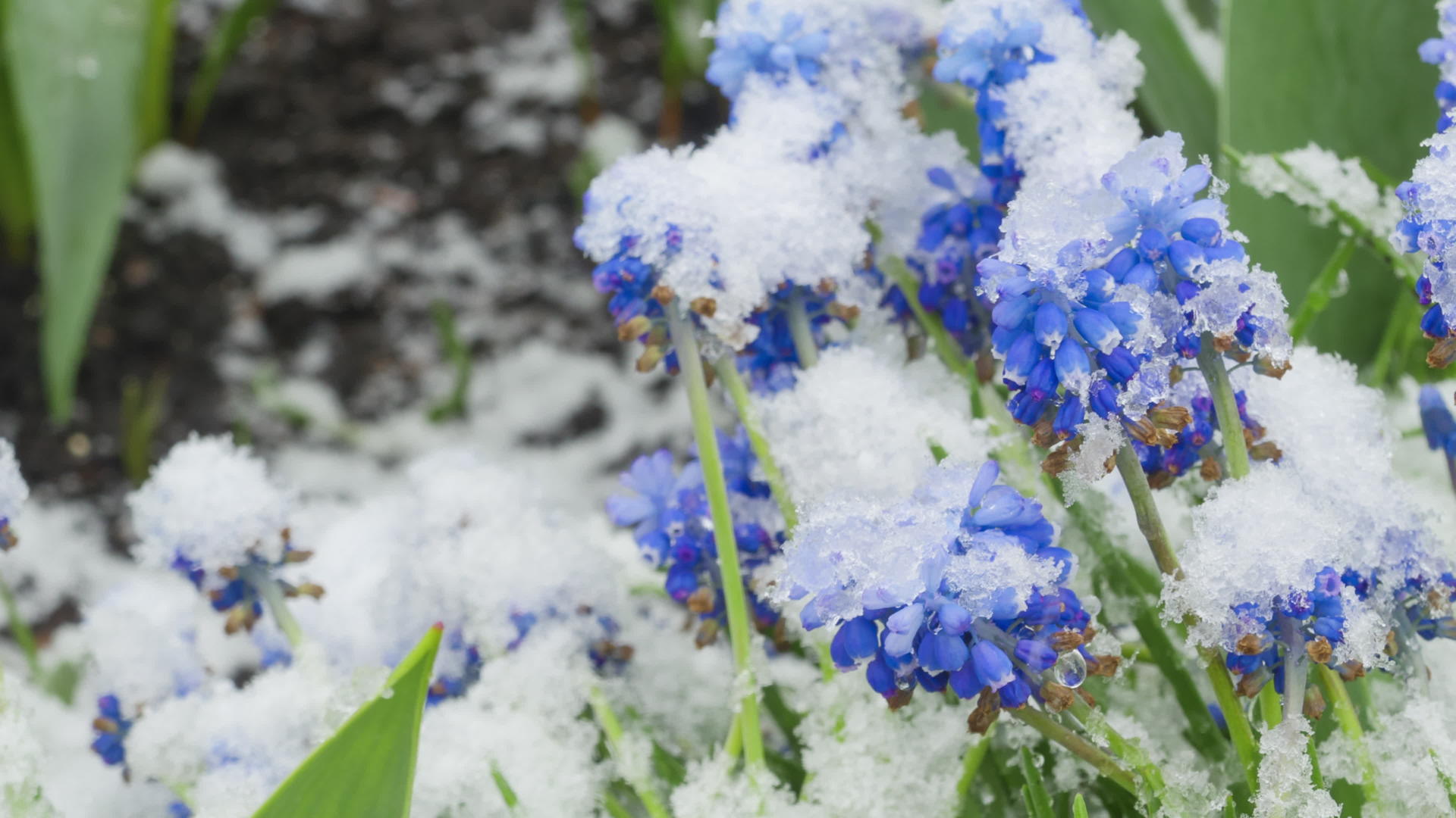 雪花落在花园里视频的预览图