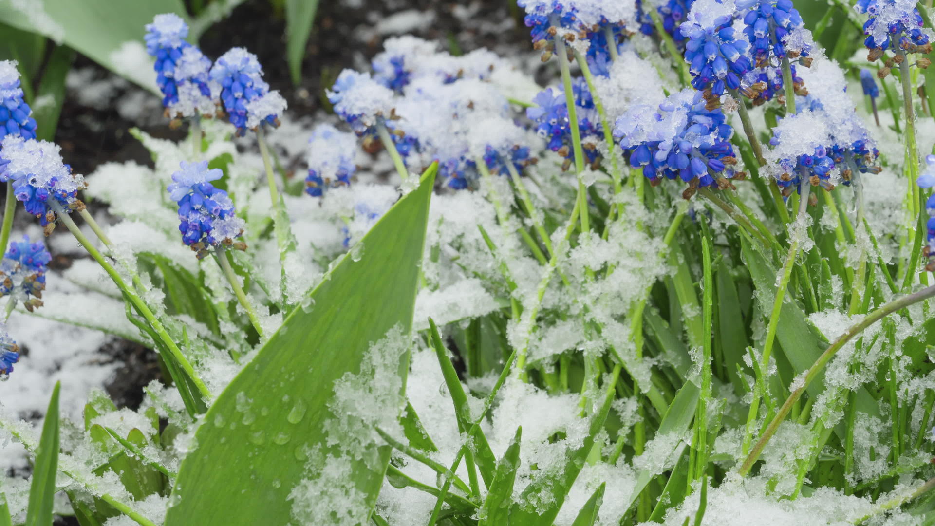 雪覆盖春花视频的预览图