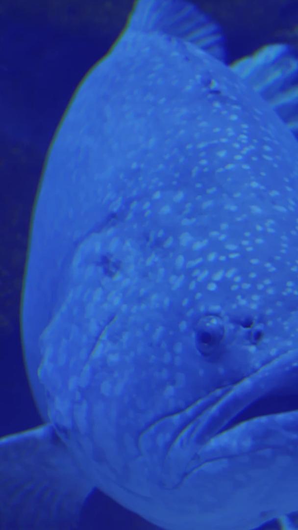 海底世界里的大石斑鱼视频的预览图