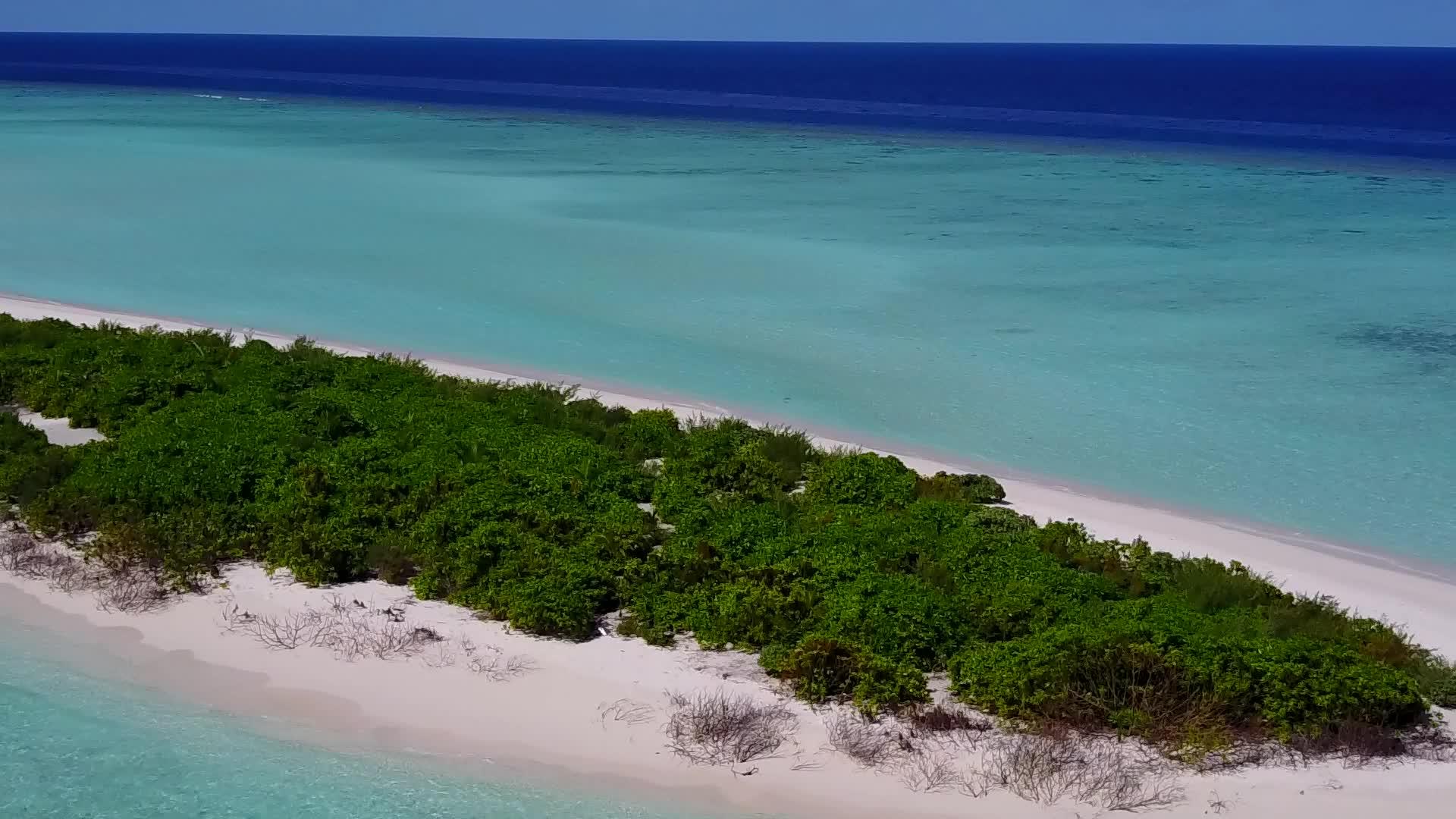 蓝蓝海和白沙为背景的外国度假胜地海滩野生生物视频的预览图