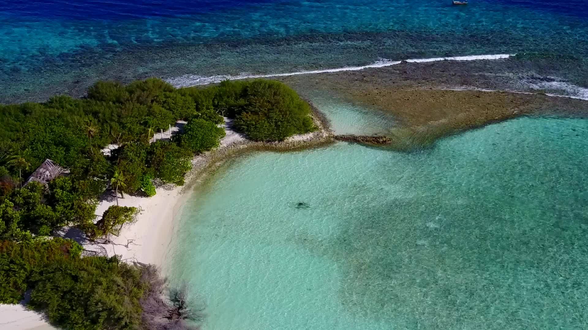 由绿水和白沙背景绘制的热带环礁湖海滩野生生物视频的预览图