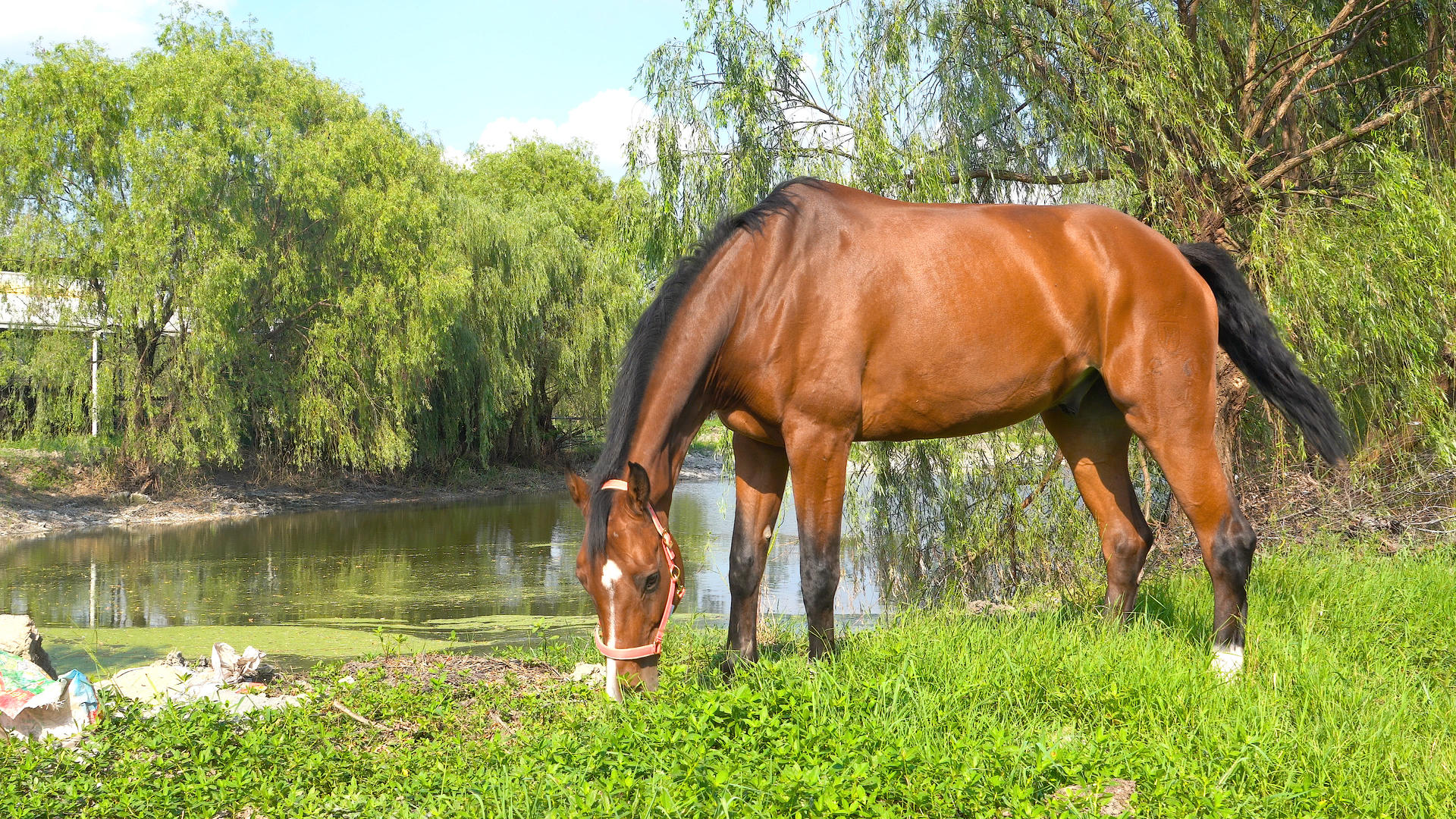马儿在湖边吃草视频的预览图