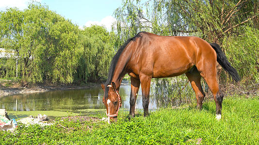 马儿在湖边吃草的预览图
