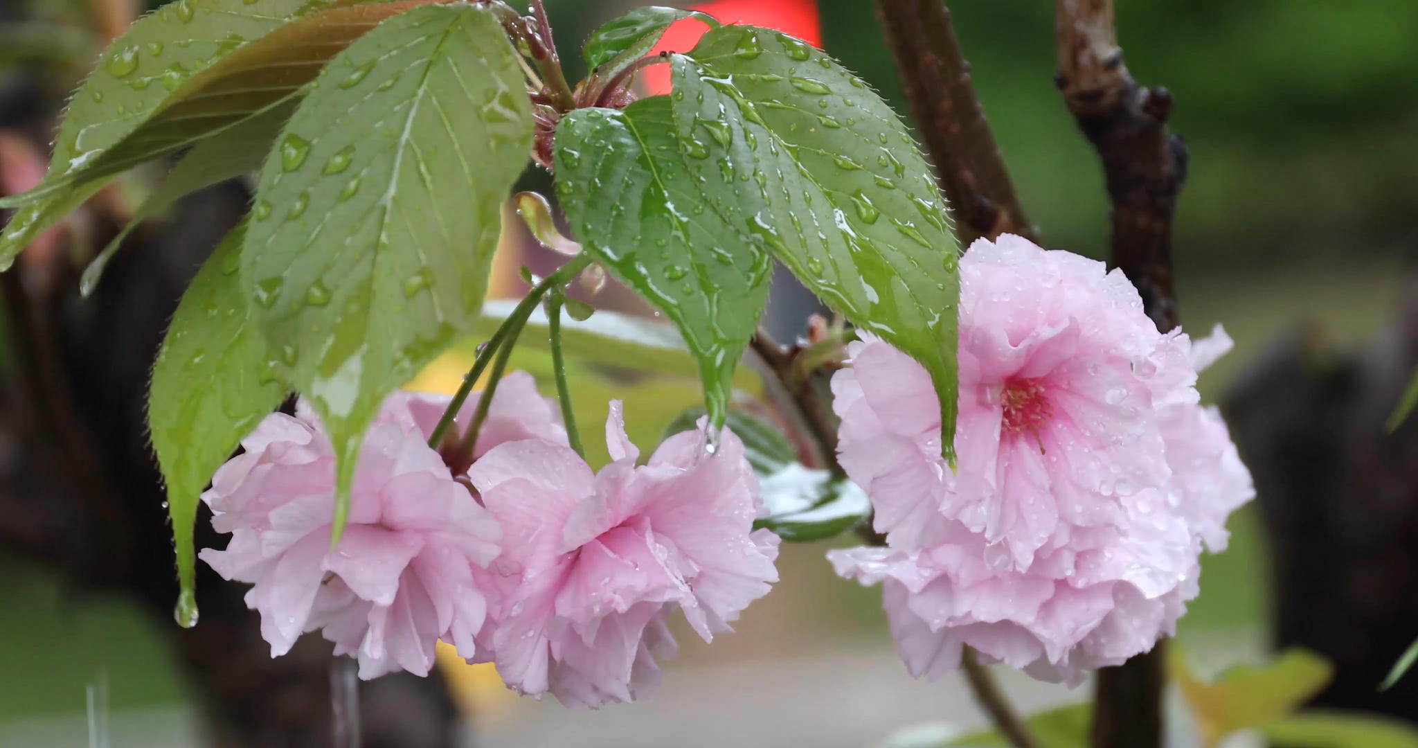 雨中樱花视频的预览图