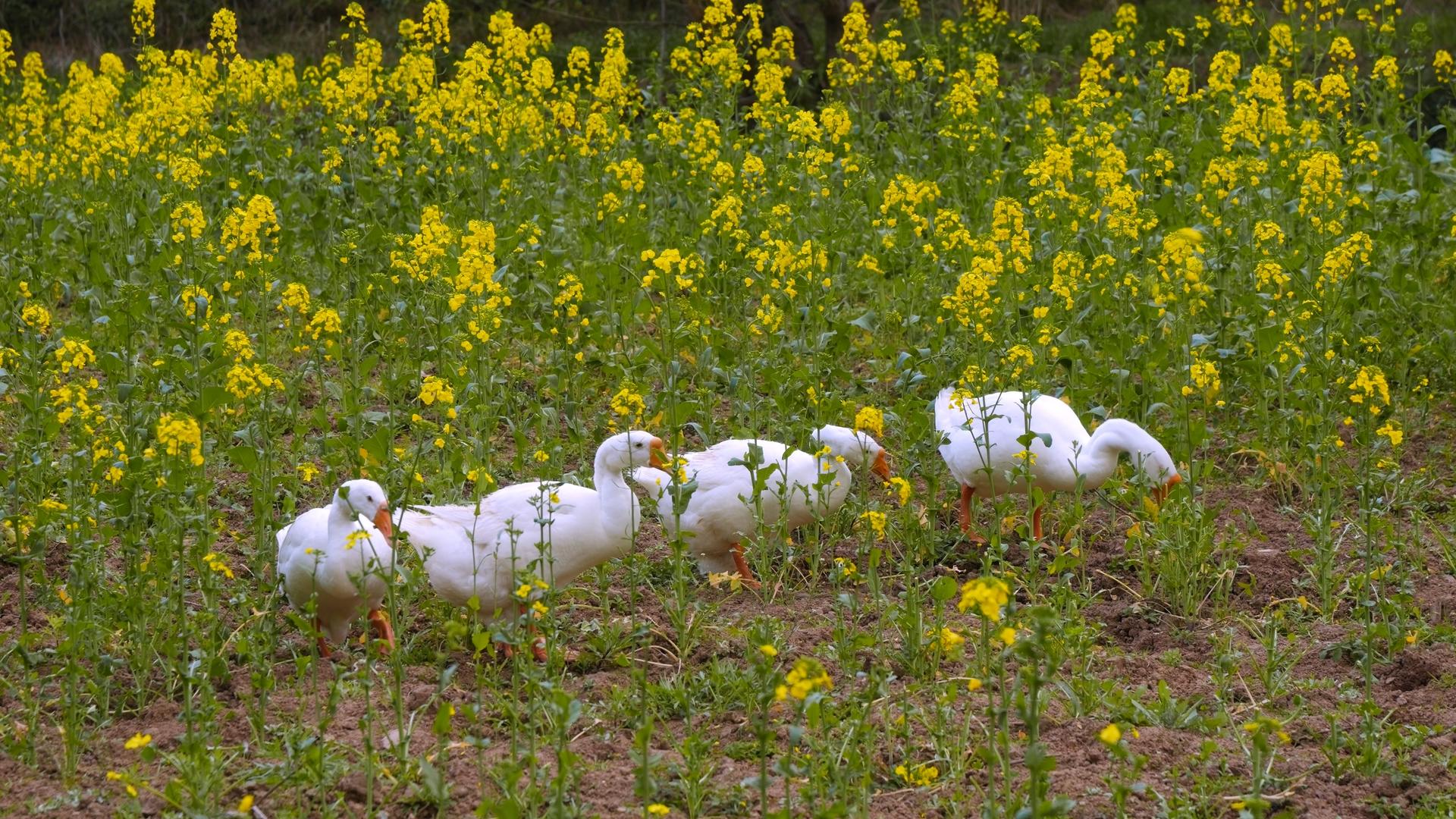 在农村油菜田里觅食的大白鹅视频的预览图