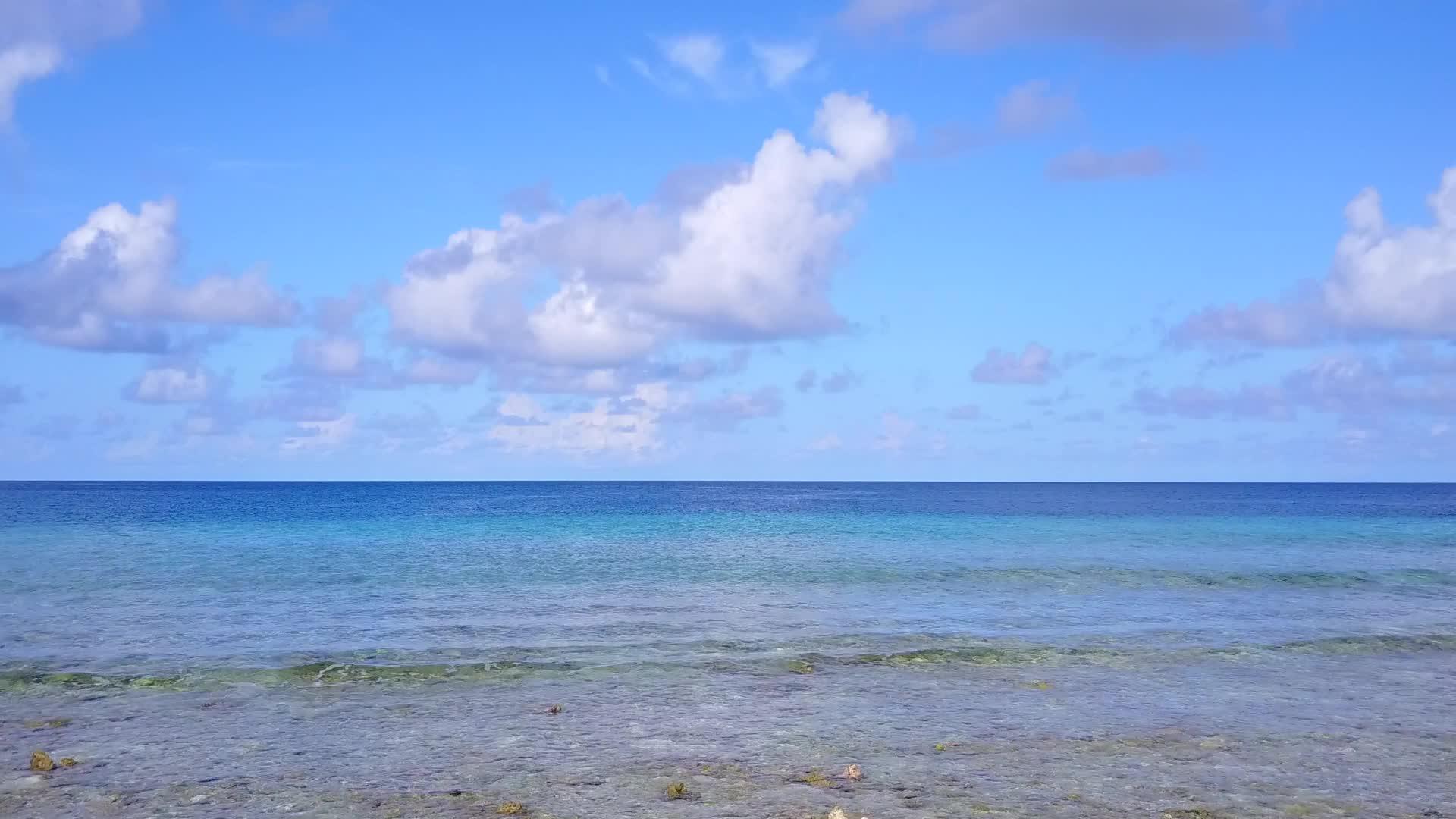 海滨野生生物通过透明的白色沙子背景海洋进行透明视频的预览图