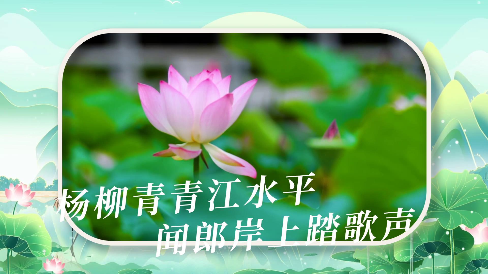 清新简洁的夏至图文展示视频的预览图
