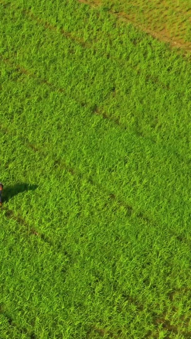 农田喷洒农药的农民航拍特写视频的预览图