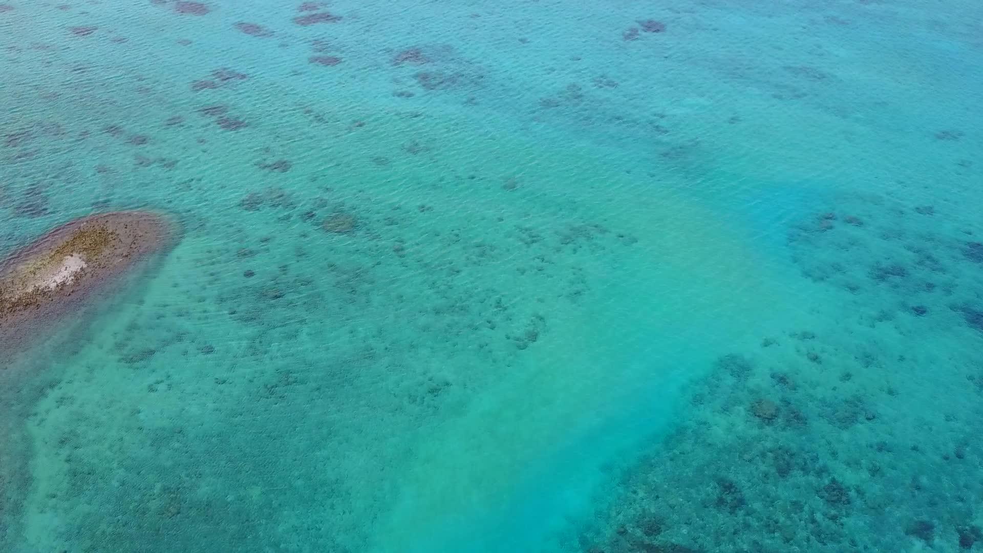白沙背景蓝海海滩野生动物无人机空中海景视频的预览图