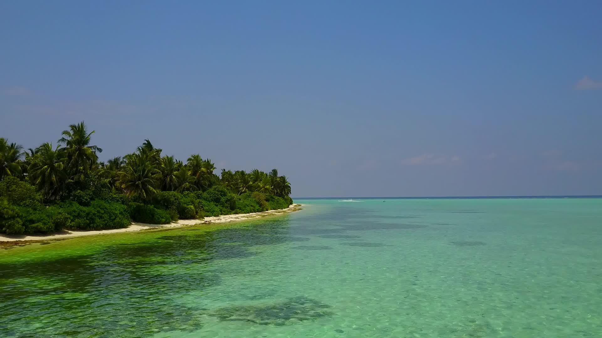 蓝环礁具有浅滩野生生物的清洁沙土背景Bluelax视频的预览图