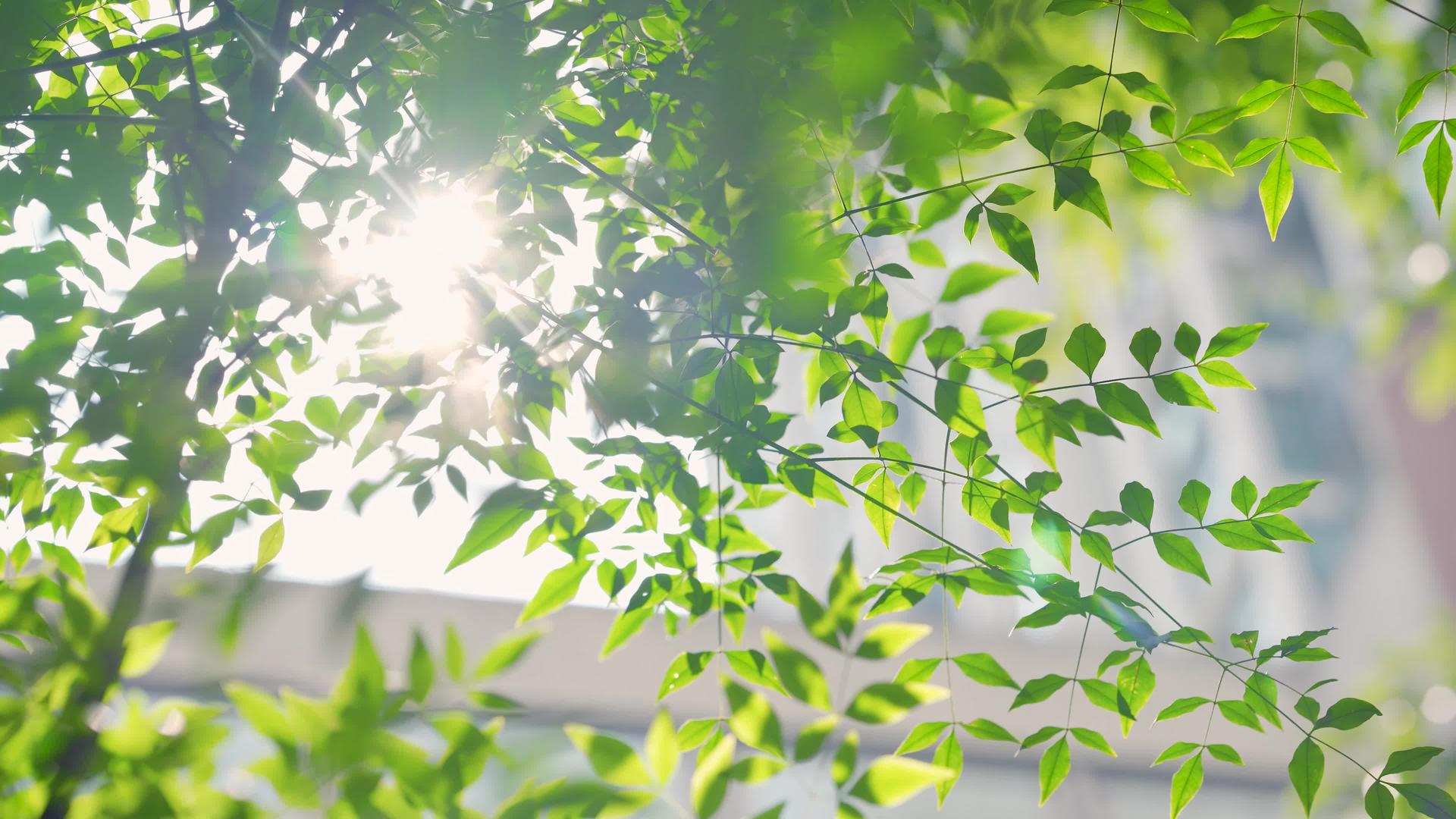 4k春日阳光透过绿植空镜头透过视频的预览图