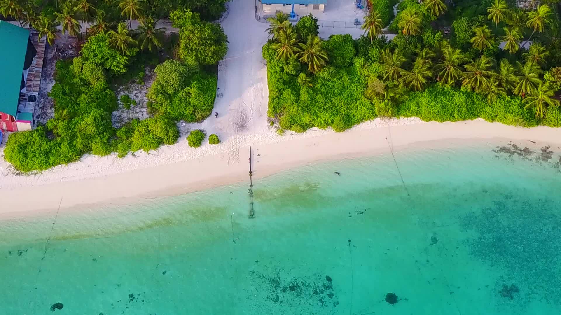 观察海滩上的野生生物热带海洋蓝绿色的海洋和白色的沙子背景视频的预览图