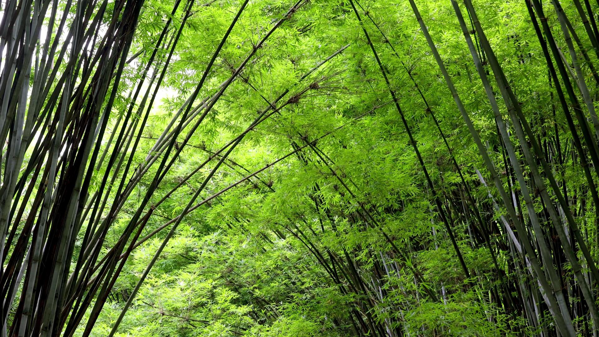 4K实拍森林里的绿竹环仰视视频视频的预览图