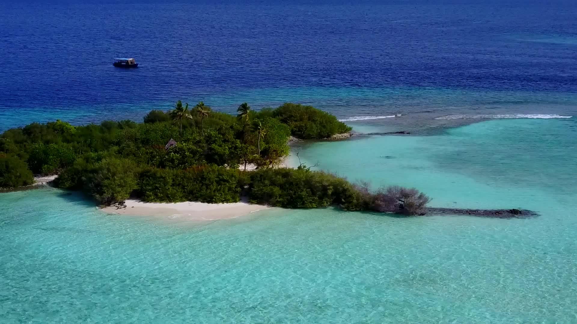 蓝环礁湖观测到的白沙背景下的海滨野生生物浅海岸视频的预览图