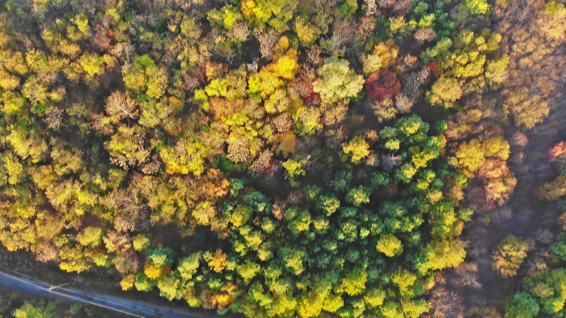 在阳光明媚的秋天以森林为生的枯树在空中观察视频的预览图
