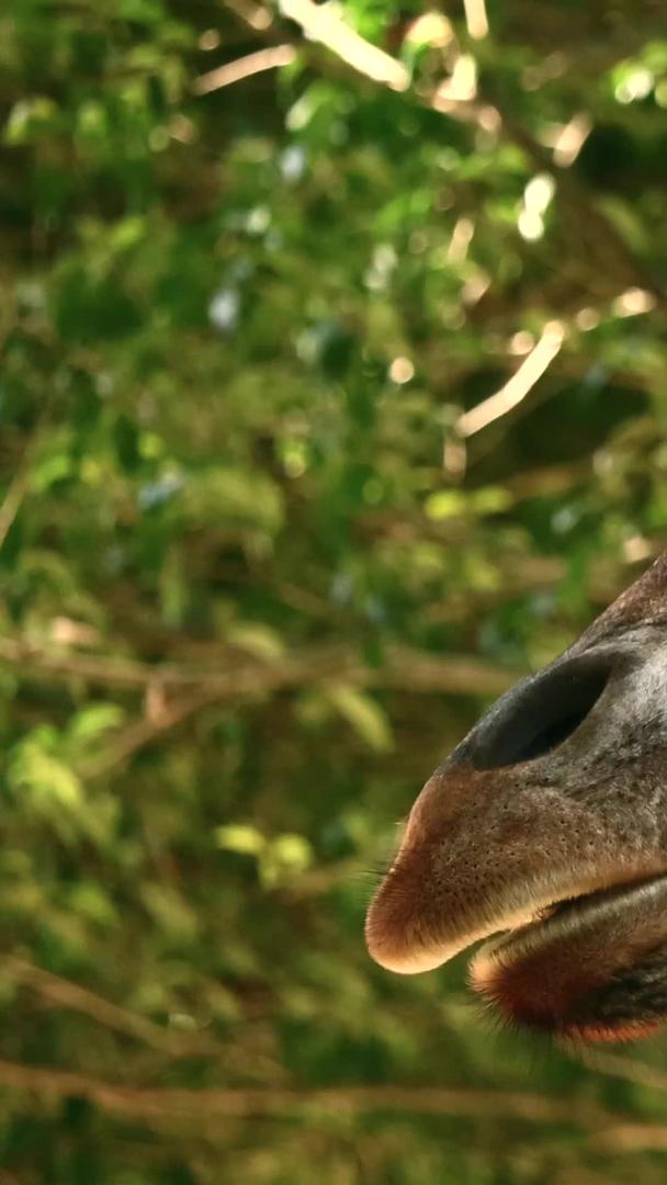 可爱的动物长颈鹿视频的预览图