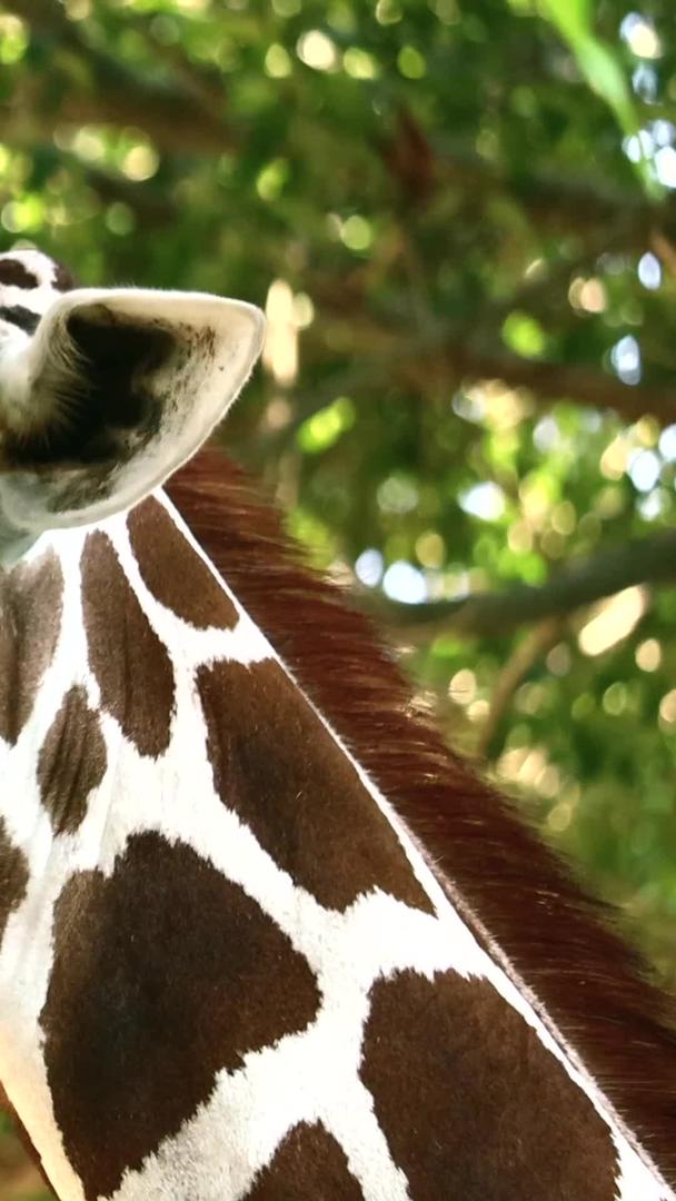 可爱的动物长颈鹿视频的预览图