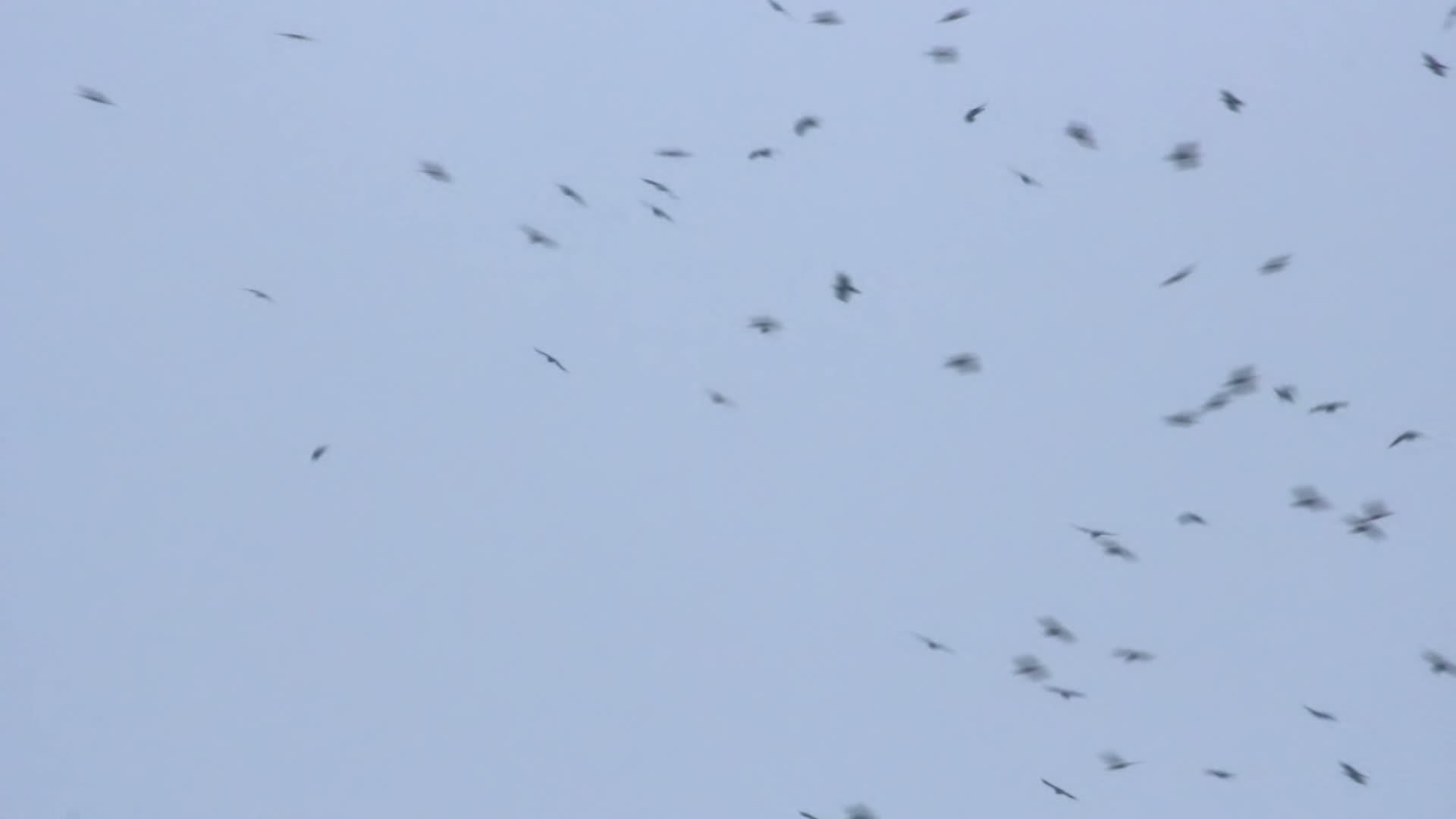 鸟群中的鸟群视频的预览图