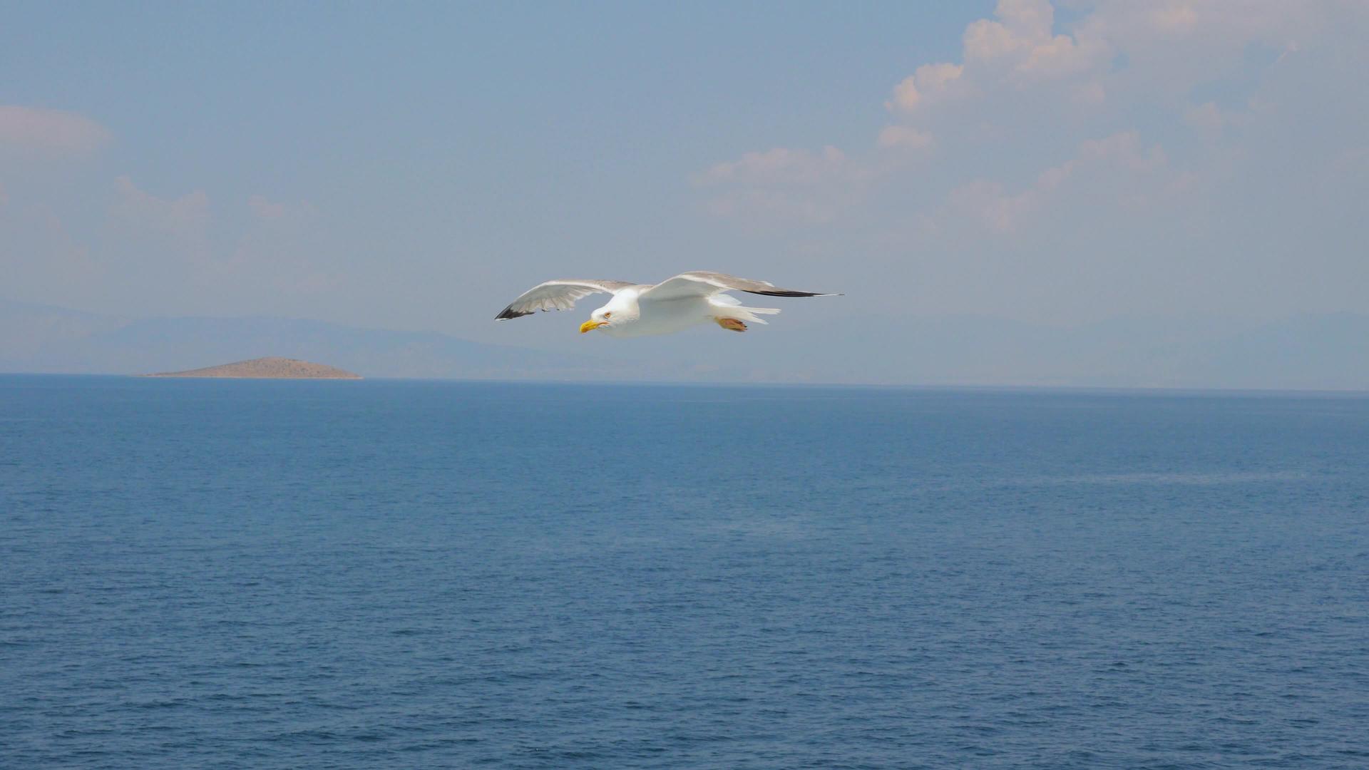 一只鸟在蓝天白云中高高地飞翔野生自然背景海景上的地平线视频的预览图