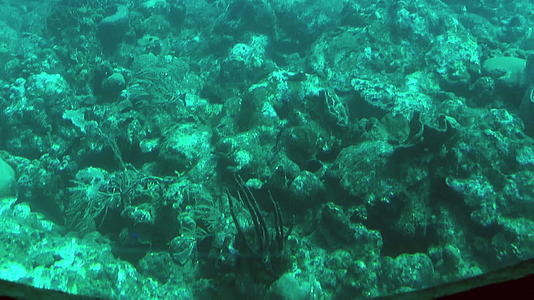 从海底射出的珊瑚视频的预览图