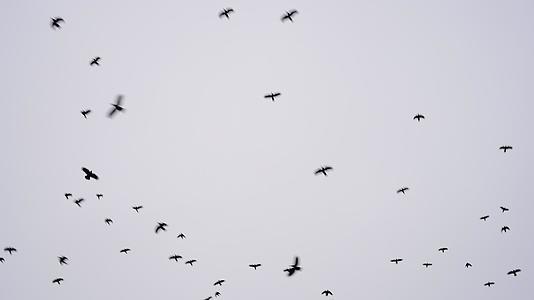 许多黑鸟在灰色的天空中随机飞行视频的预览图