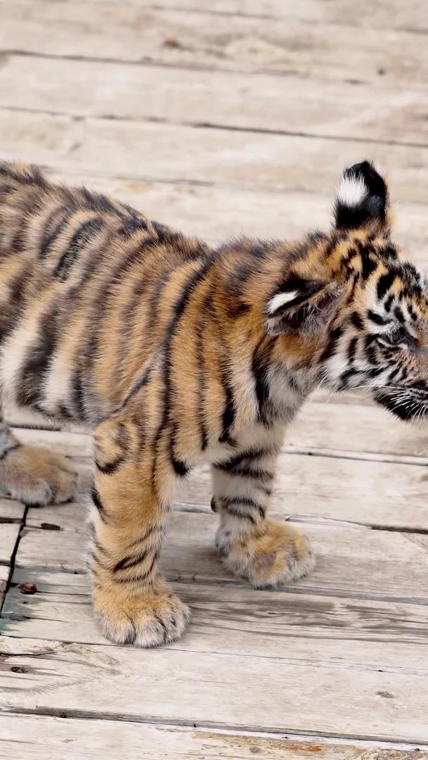 实拍动物园瘦弱的老虎幼崽视频的预览图